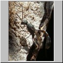 Gasteruption sp - Gichtwespe w02b 5mm.jpg